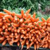 Как добиться богатого урожая моркови
