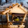 Помогайте птицам пережить зиму, кормите