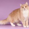 Мягкие лапки - удаление когтей у кошек: безопасно, если квалифицированный врач