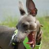 Чистка зубов у собак ультразвуком без наркоза