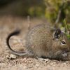 degus