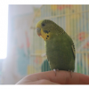 Волнистый попугай (самка)