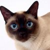 Тайская кошка: строгая, но красивая 