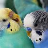 Волнистые попугаи обладают дружелюбным характером