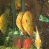Красота подводного мира в алуштинском аквариуме