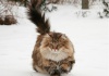 Порода кошек "Норвежская лесная"