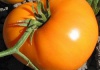 Томат "Хурма" (фирма СеДек)