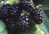 Ежевика (Rubus fruticous L.)