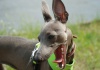 Чистка зубов у собак ультразвуком без наркоза