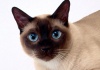 Порода кошек Тайская кошка