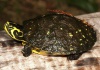 Желтоухая черепаха
