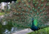 Куала-Лумпурский парк птиц