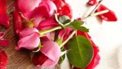 How to plant a rose from the bouquet