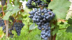 Как ухаживать за виноградом в средней полосе
