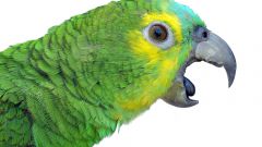 Как научить попугая разговаривать