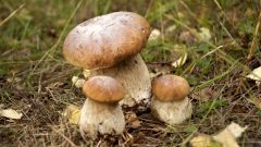 Как сушить грибы