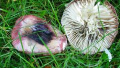 How to cook Russula