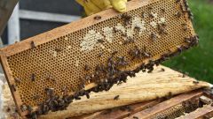 Как разводить пчел