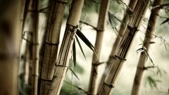 Как ухаживать за бамбуком