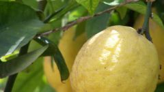 Как вырастить домашний лимон