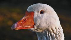 Как определить пол гусей