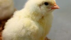 How to keep broilers