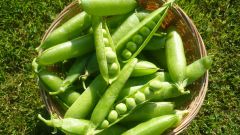 How to plant peas
