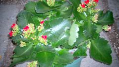 How to pinch back Kalanchoe