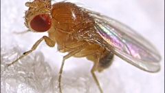 How to get rid of small black flies