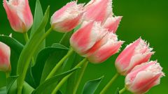 Как сохранить тюльпаны до весны
