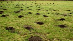 How to get rid of moles in the garden