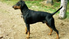 How to feed puppies Pinscher