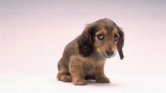 How to treat diarrhea in puppies
