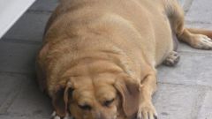 How to gain weight dog