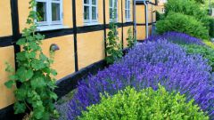 How to sow lavender