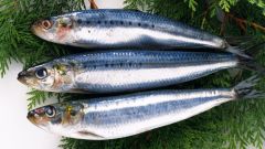 How to keep herring