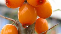 How to drink sea buckthorn oil