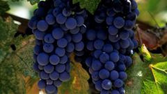 Как вырастить виноград в Сибири