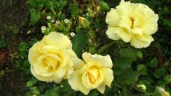 How to plant process of the rose