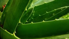 How to prepare a tincture of aloe
