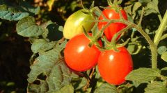 Как вырастить хорошую рассаду помидор