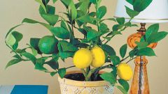 Как привить комнатный лимон