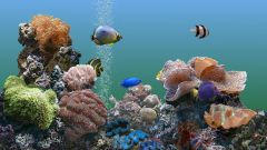 How to get rid of the smell in the aquarium