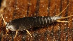 How you get rid of silverfish