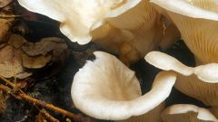 How to clean oyster mushrooms