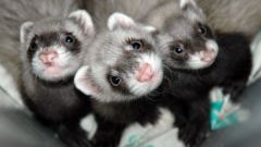 How to determine the age of the ferret