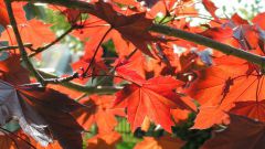 How to plant a maple tree