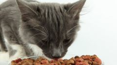 How to teach your cat to dry food