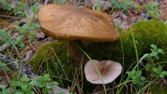 How to distinguish edible mushroom from inedible