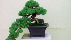Как вырастить дерево бонсай